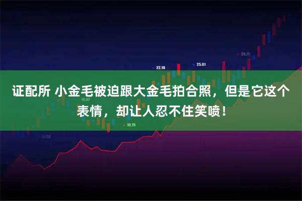 证配所 小金毛被迫跟大金毛拍合照，但是它这个表情，却让人忍不住笑喷！